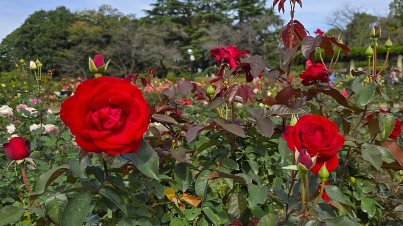 神代植物公園の秋のバラフェスタ｜秋でもきれいなバラは見れるの？