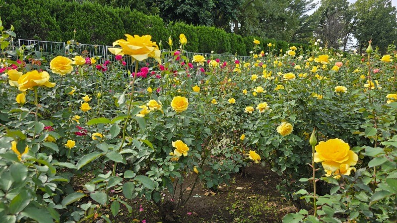 神代植物公園の秋のバラフェスタ｜秋でもきれいなバラは見れるの？