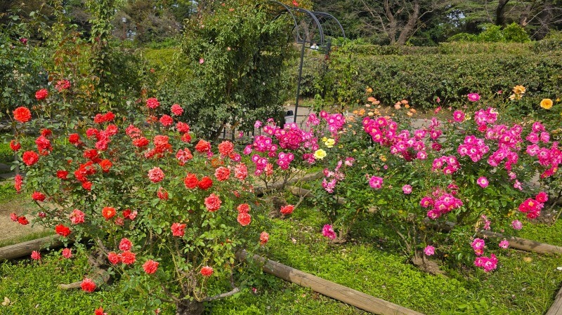 神代植物公園の秋のバラフェスタ｜秋でもきれいなバラは見れるの？