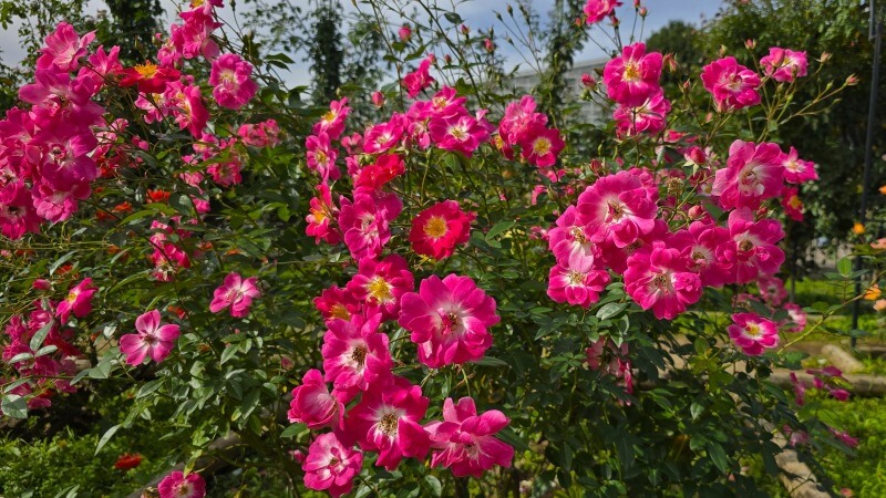 神代植物公園の秋のバラフェスタ｜秋でもきれいなバラは見れるの？