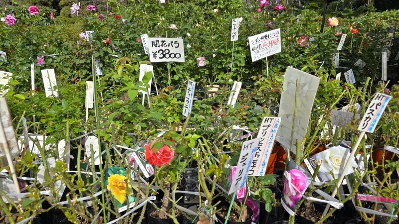 神代植物公園の秋のバラフェスタ｜秋でもきれいなバラは見れるの？