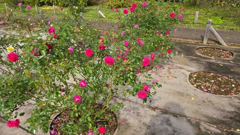 神代植物公園の秋のバラフェスタ｜秋でもきれいなバラは見れるの？