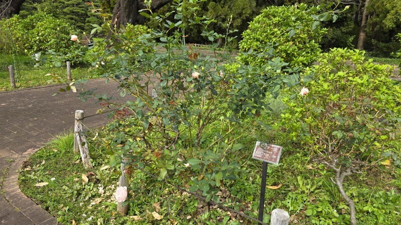 神代植物公園の秋のバラフェスタ｜秋でもきれいなバラは見れるの？