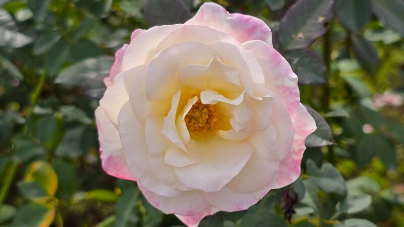 神代植物公園の秋のバラフェスタ｜秋でもきれいなバラは見れるの？