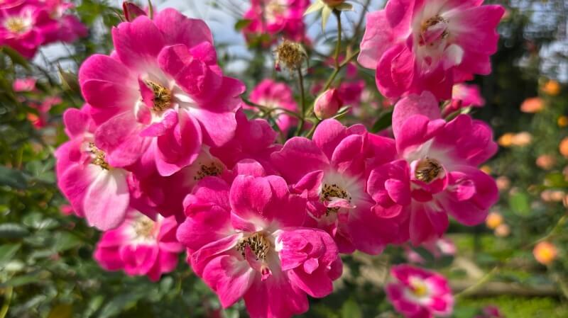 神代植物公園の秋のバラフェスタ｜秋でもきれいなバラは見れるの？