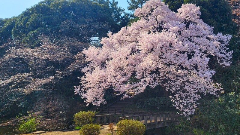 新宿御苑で３月中旬に見ごろを迎える桜｜高遠小彼岸、陽光、大島桜、枝垂れ桜