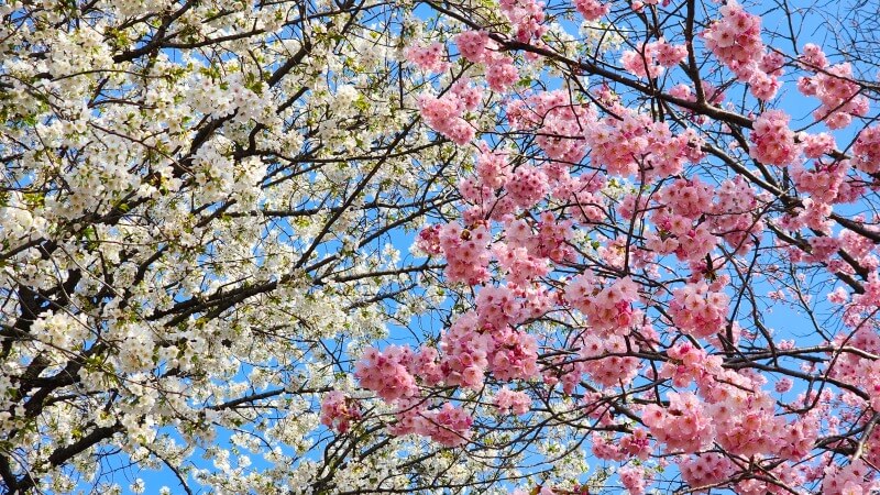 新宿御苑で３月中旬に見ごろを迎える桜｜高遠小彼岸、陽光、大島桜、枝垂れ桜