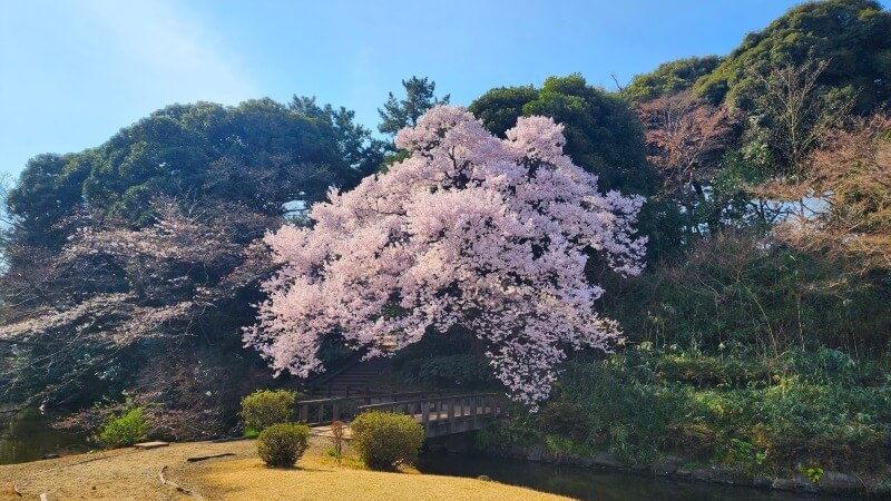 新宿御苑で３月中旬に見ごろを迎える桜｜高遠小彼岸、陽光、大島桜、枝垂れ桜