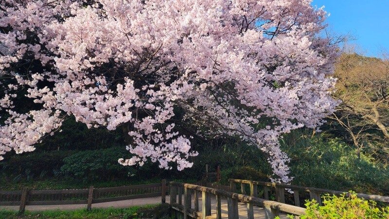 新宿御苑で３月中旬に見ごろを迎える桜｜高遠小彼岸、陽光、大島桜、枝垂れ桜