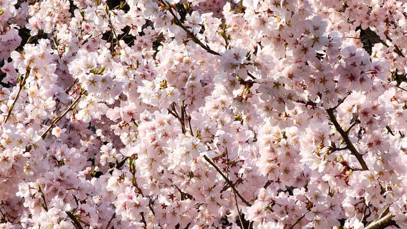 新宿御苑で３月中旬に見ごろを迎える桜｜高遠小彼岸、陽光、大島桜、枝垂れ桜