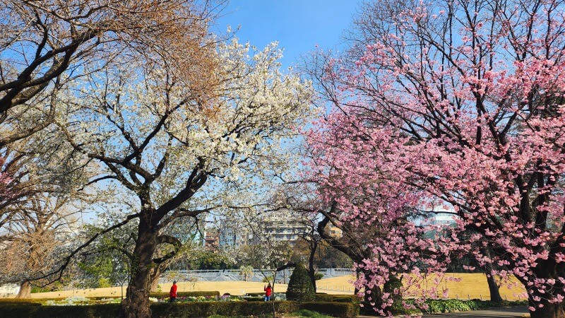 新宿御苑で３月中旬に見ごろを迎える桜｜高遠小彼岸、陽光、大島桜、枝垂れ桜