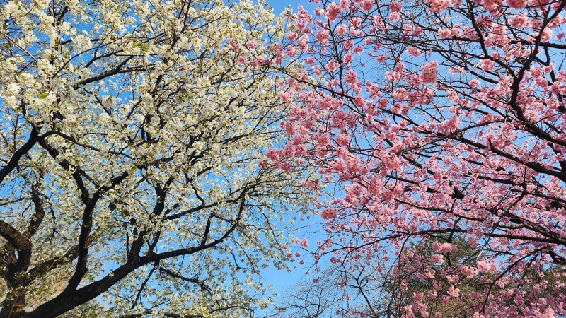 新宿御苑で３月中旬に見ごろを迎える桜｜高遠小彼岸、陽光、大島桜、枝垂れ桜