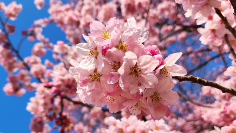 新宿御苑で３月中旬に見ごろを迎える桜｜高遠小彼岸、陽光、大島桜、枝垂れ桜