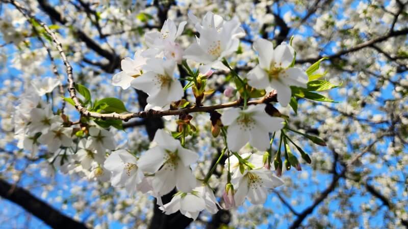 新宿御苑で３月中旬に見ごろを迎える桜｜高遠小彼岸、陽光、大島桜、枝垂れ桜