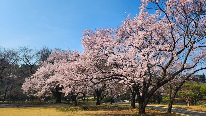 新宿御苑で３月中旬に見ごろを迎える桜｜高遠小彼岸、陽光、大島桜、枝垂れ桜