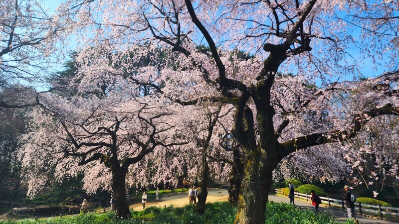 新宿御苑で３月中旬に見ごろを迎える桜｜高遠小彼岸、陽光、大島桜、枝垂れ桜