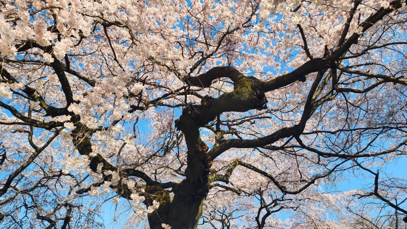 新宿御苑で３月中旬に見ごろを迎える桜｜高遠小彼岸、陽光、大島桜、枝垂れ桜