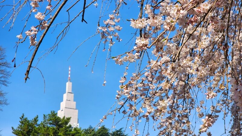 新宿御苑で３月中旬に見ごろを迎える桜｜高遠小彼岸、陽光、大島桜、枝垂れ桜