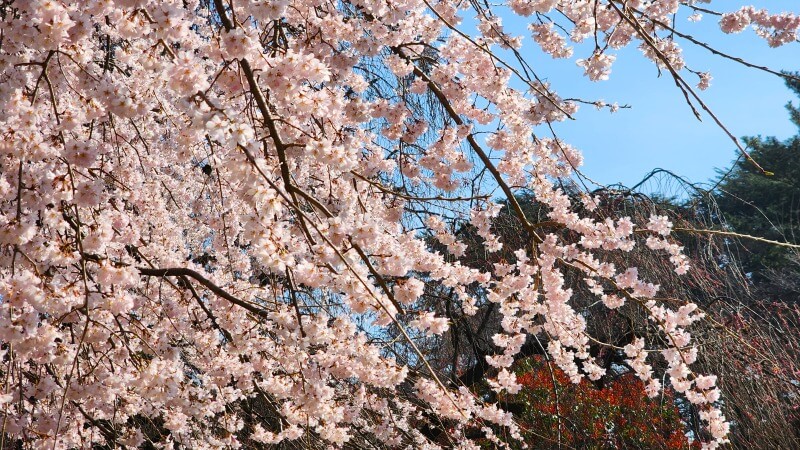 新宿御苑で３月中旬に見ごろを迎える桜｜高遠小彼岸、陽光、大島桜、枝垂れ桜