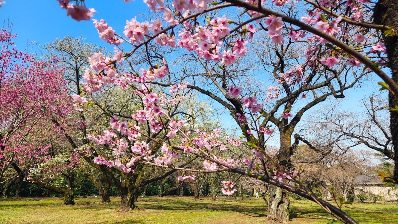 新宿御苑で３月中旬に見ごろを迎える桜｜高遠小彼岸、陽光、大島桜、枝垂れ桜