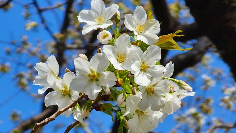 新宿御苑で３月中旬に見ごろを迎える桜｜高遠小彼岸、陽光、大島桜、枝垂れ桜