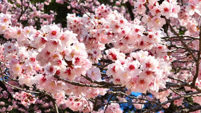 新宿御苑の寒桜・河津桜・寒緋桜｜2月～3月上旬に咲くきれいな桜