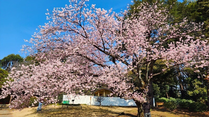 新宿御苑の寒桜・河津桜・寒緋桜｜2月～3月上旬に咲くきれいな桜