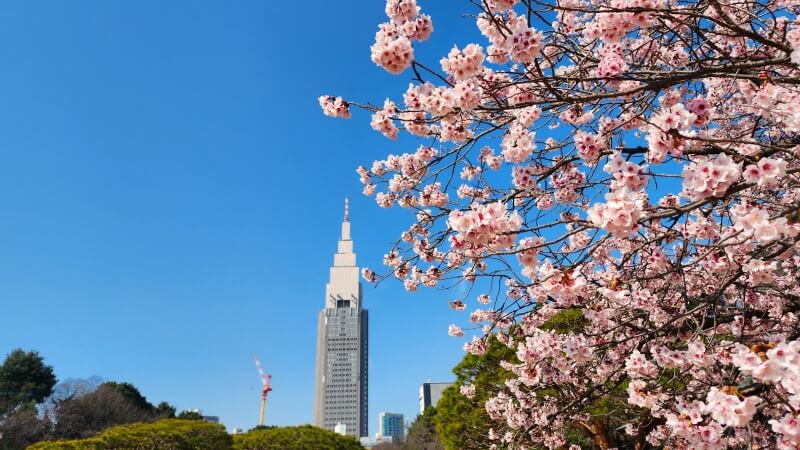 新宿御苑の寒桜・河津桜・寒緋桜｜2月～3月上旬に咲くきれいな桜