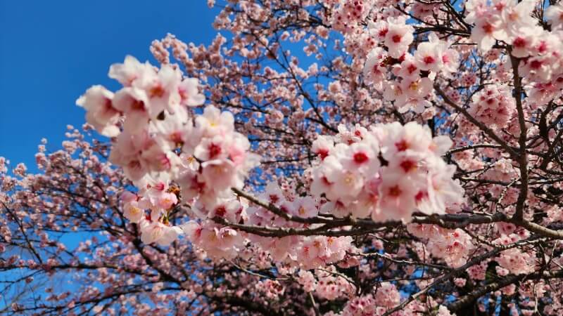 新宿御苑の寒桜・河津桜・寒緋桜｜2月～3月上旬に咲くきれいな桜