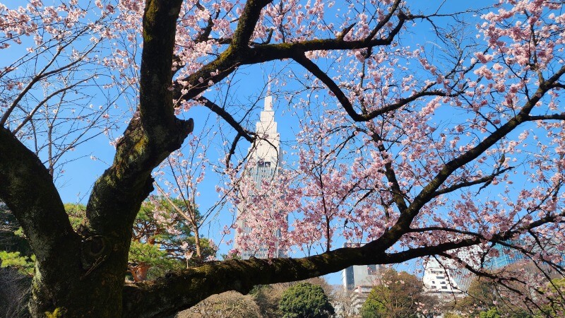 新宿御苑の寒桜・河津桜・寒緋桜｜2月～3月上旬に咲くきれいな桜