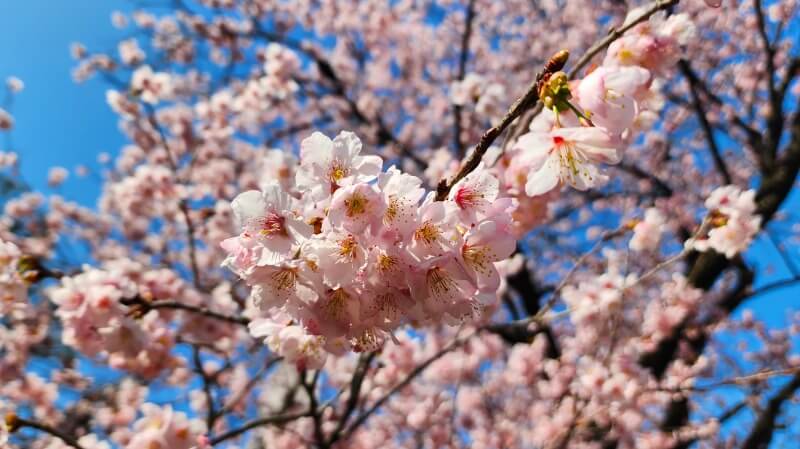 新宿御苑の寒桜・河津桜・寒緋桜｜2月～3月上旬に咲くきれいな桜