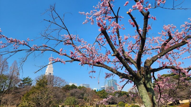 新宿御苑の寒桜・河津桜・寒緋桜｜2月～3月上旬に咲くきれいな桜