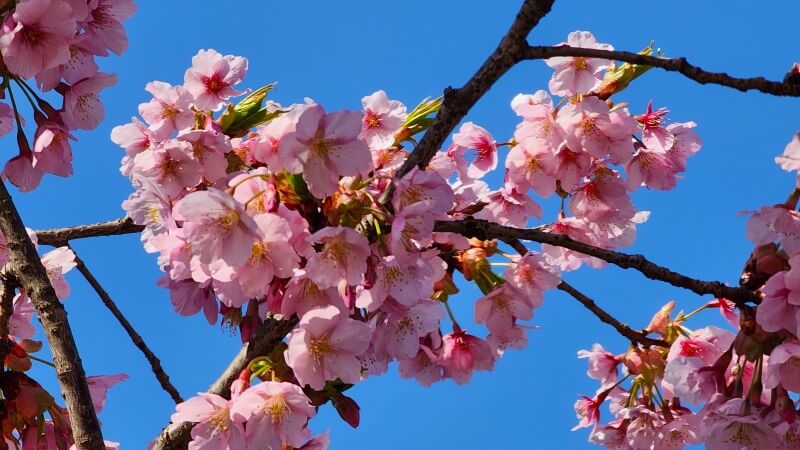 新宿御苑の寒桜・河津桜・寒緋桜｜2月～3月上旬に咲くきれいな桜