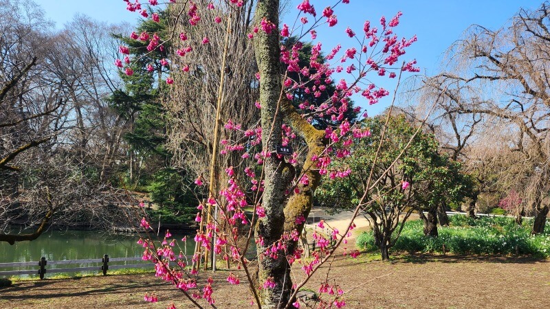 新宿御苑の寒桜・河津桜・寒緋桜｜2月～3月上旬に咲くきれいな桜