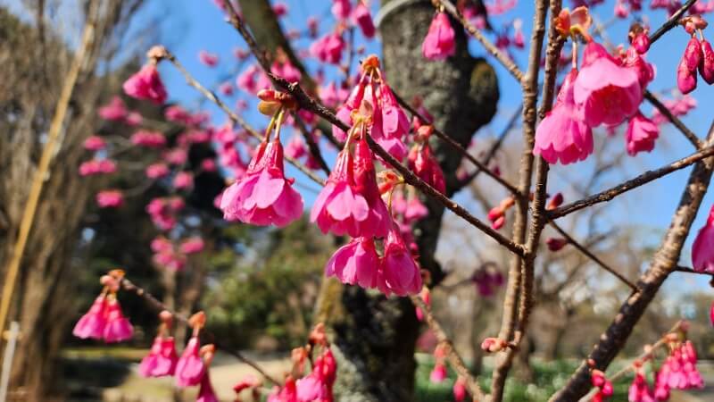 新宿御苑の寒桜・河津桜・寒緋桜｜2月～3月上旬に咲くきれいな桜