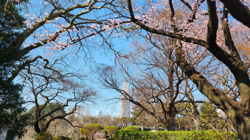 新宿御苑の寒桜・河津桜・寒緋桜｜2月～3月上旬に咲くきれいな桜