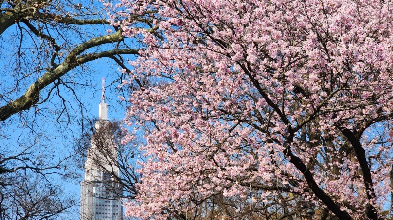 新宿御苑の寒桜・河津桜・寒緋桜｜2月～3月上旬に咲くきれいな桜