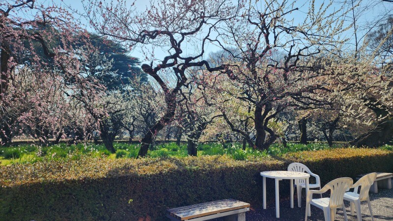 新宿御苑の寒桜・河津桜・寒緋桜｜2月～3月上旬に咲くきれいな桜