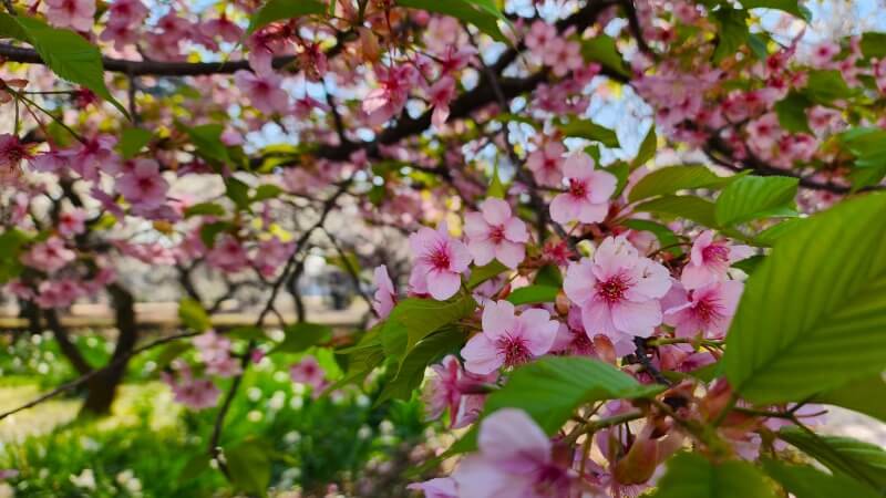 新宿御苑の寒桜・河津桜・寒緋桜｜2月～3月上旬に咲くきれいな桜