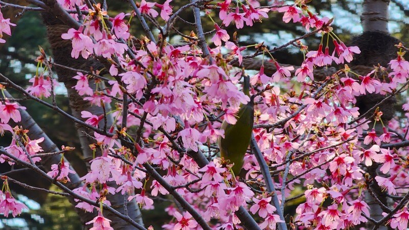 新宿御苑の寒桜・河津桜・寒緋桜｜2月～3月上旬に咲くきれいな桜