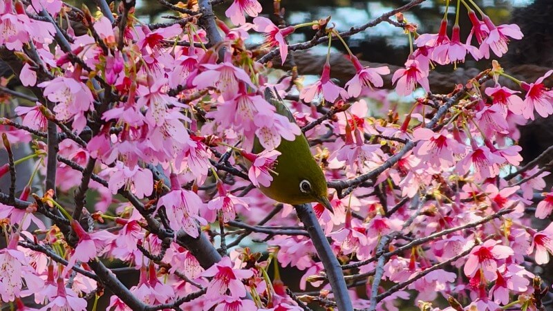 新宿御苑の寒桜・河津桜・寒緋桜｜2月～3月上旬に咲くきれいな桜