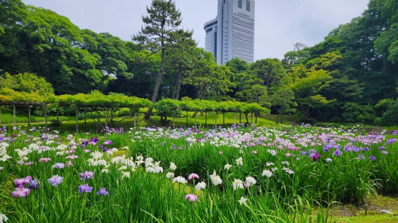 小石川後楽園の花菖蒲｜菖蒲田の場所と花の見頃と見どころは？