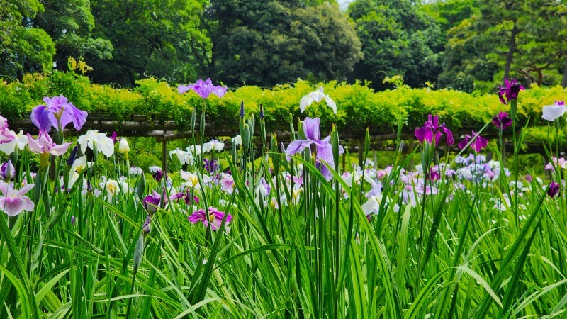 小石川後楽園の花菖蒲｜菖蒲田の場所と花の見頃と見どころは？