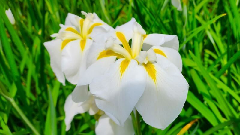 小石川後楽園の花菖蒲｜菖蒲田の場所と花の見頃と見どころは？