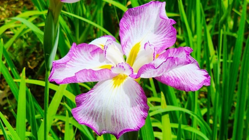 小石川後楽園の花菖蒲｜菖蒲田の場所と花の見頃と見どころは？