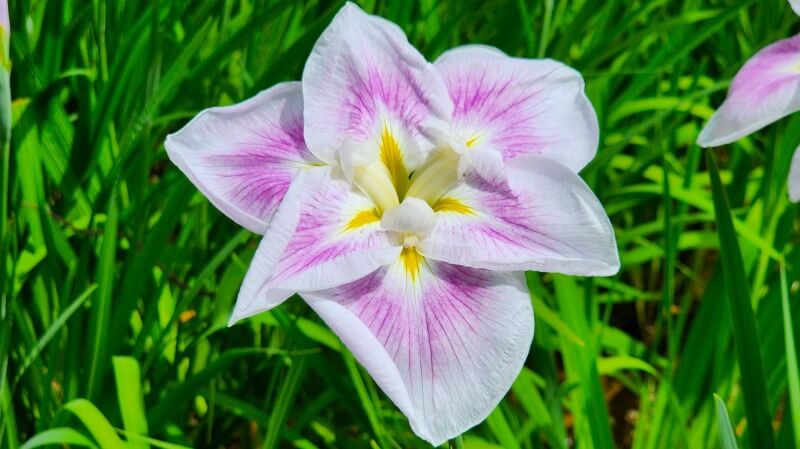 小石川後楽園の花菖蒲｜菖蒲田の場所と花の見頃と見どころは？