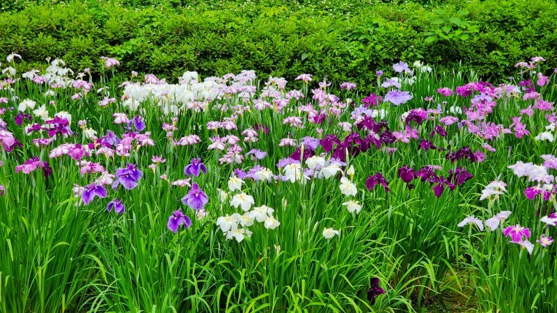 清澄庭園の花菖蒲｜菖蒲田の場所と花の見頃と見どころは？