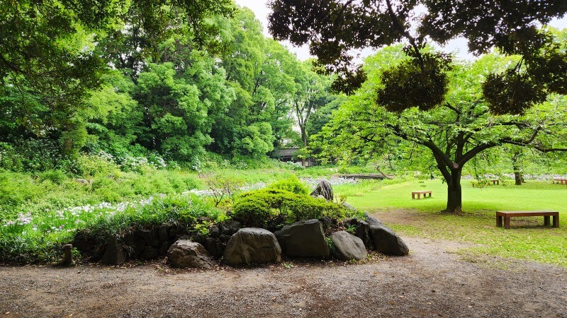 清澄庭園の花菖蒲｜菖蒲田の場所と花の見頃と見どころは？