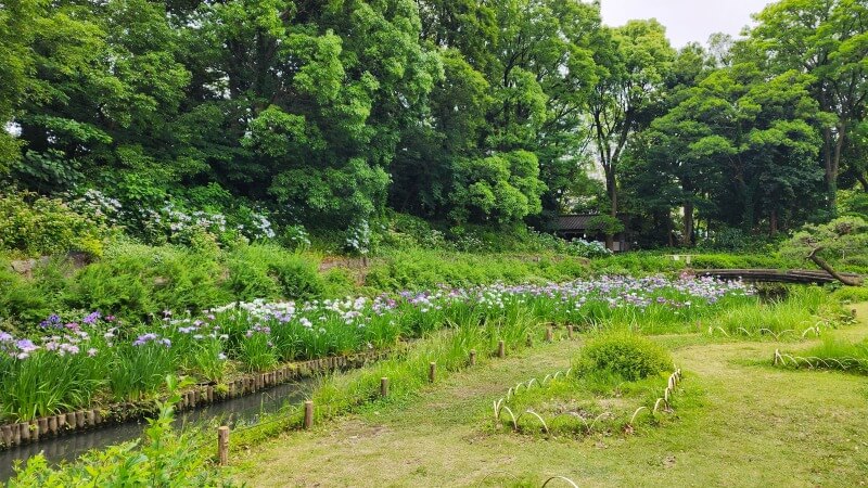 清澄庭園の花菖蒲｜菖蒲田の場所と花の見頃と見どころは？