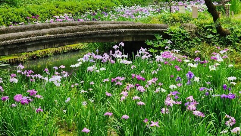 清澄庭園の花菖蒲｜菖蒲田の場所と花の見頃と見どころは？